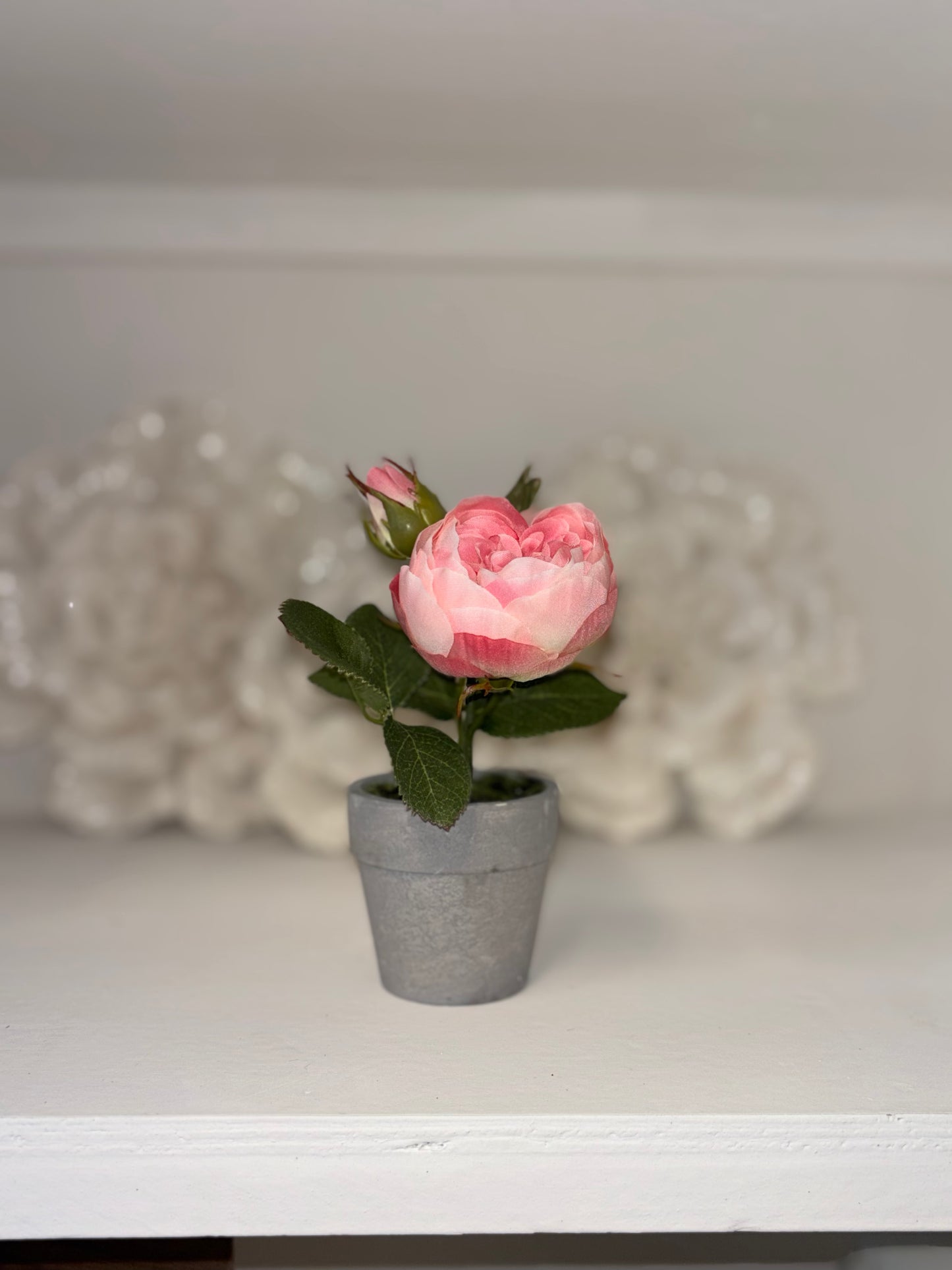 SWEET POTTED PINK ROSE