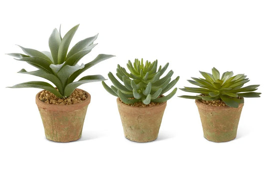 SUCCULENTS IN TEXTURED CLAY POTS