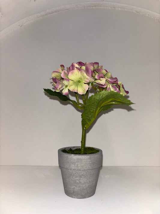 POTTED PINK & GREEN HYDRANGEAS