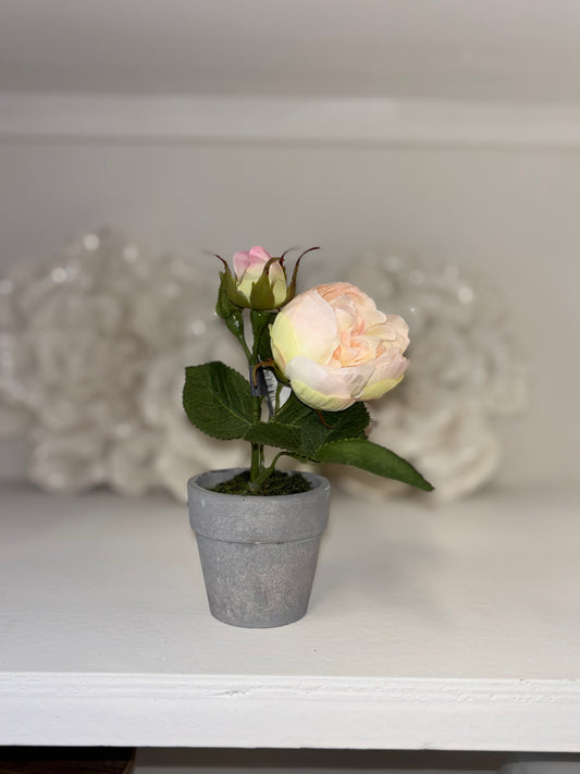 SWEET POTTED PINK ROSE Light Pink