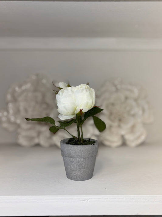 SWEET POTTED WHITE ROSE