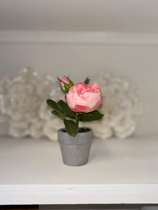 SWEET POTTED PINK ROSE