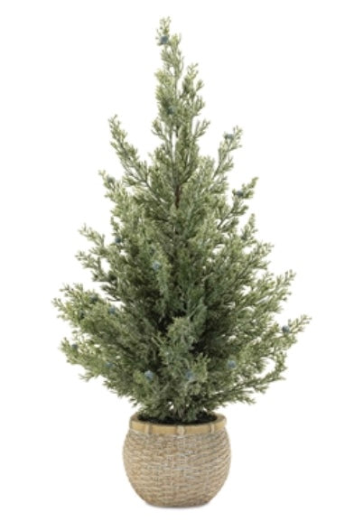 Potted Mini Pine Tree