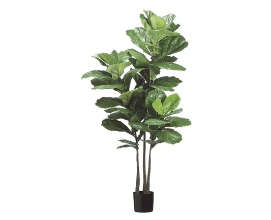 Fiddle Leaf Plant