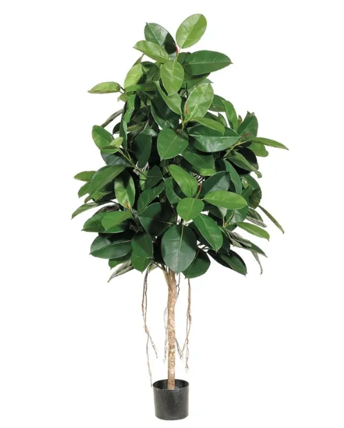 Rubber Tree in Pot