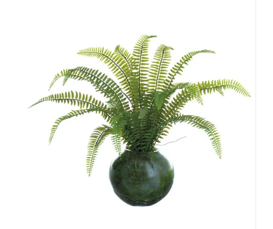 Sword Fern Plant in Glass Vase