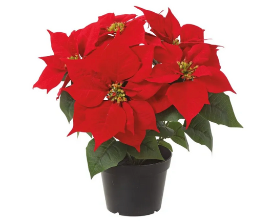 14" Velvet Poinsettia in Plastic Pot Red