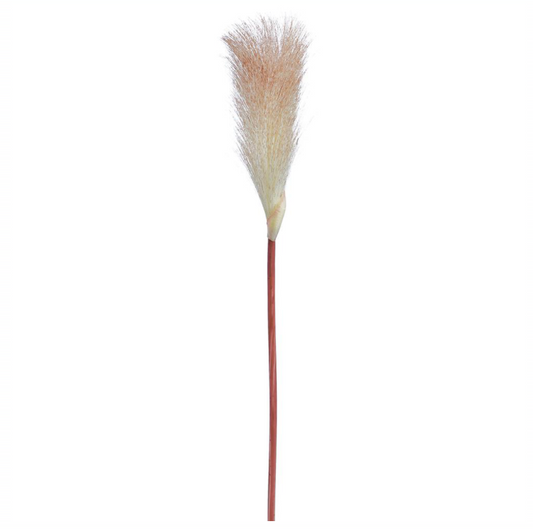 Red&White pampas grass