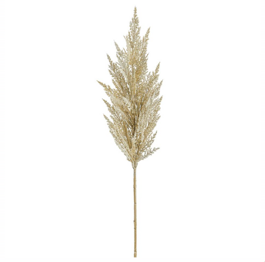 Gold Pampas Grass
