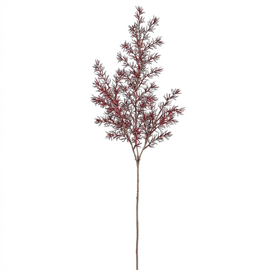 Burgundy Fern