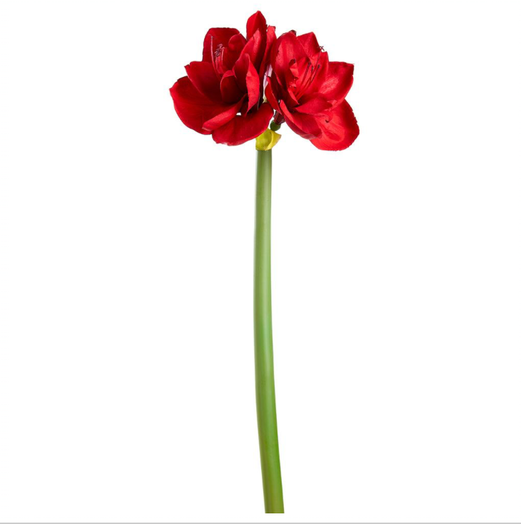 Red Amaryllis Spray
