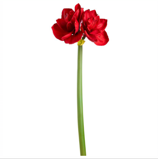 Red Amaryllis Spray